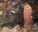 Puffer52143