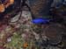 chromis13