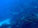 eagleray537