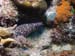 eel6273