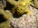 frog5260032