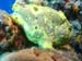 frog5290015