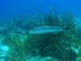sandtilefish