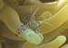 shrimp5251669