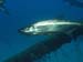 tarpon5231619