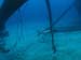 tarpon5241627