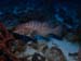 tigergrouper62