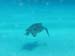 turtle5211532