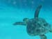 turtle5211533