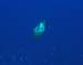 turtle5251674