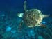 turtle5251675