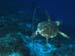 turtle5251677