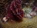 xmas5260011