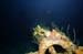 bowsprit0514