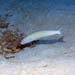 sandtile