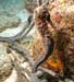 seahorse1231109