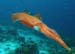 squid1231060