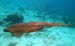 squid1231069