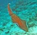 squid1231075