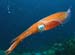 squid1231086