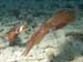 squid1399