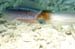 squid_of1378