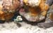 threefish1662
