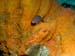 wrasse