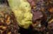 frog1821