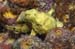 frog1825