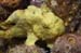 frog1826