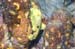 frog1832
