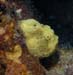 frog1836