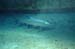 tarpon1985