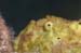 frog2088