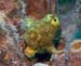 frog2141