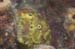 frog2150