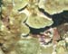 crab0396