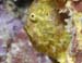 frog0324