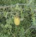 veg1233110