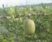 veg1233116