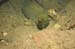 moray2887