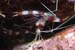 coralshrimp4334