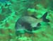 fish104412