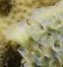 lettuce4284