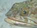 housereef41820060418003