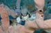 housereef41820060418004