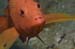 housereef41820060418005