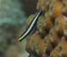 housereef41820060418011