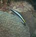 housereef41820060418014
